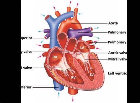 left ventricular lv|what is the function and anatomy of left ventricle.